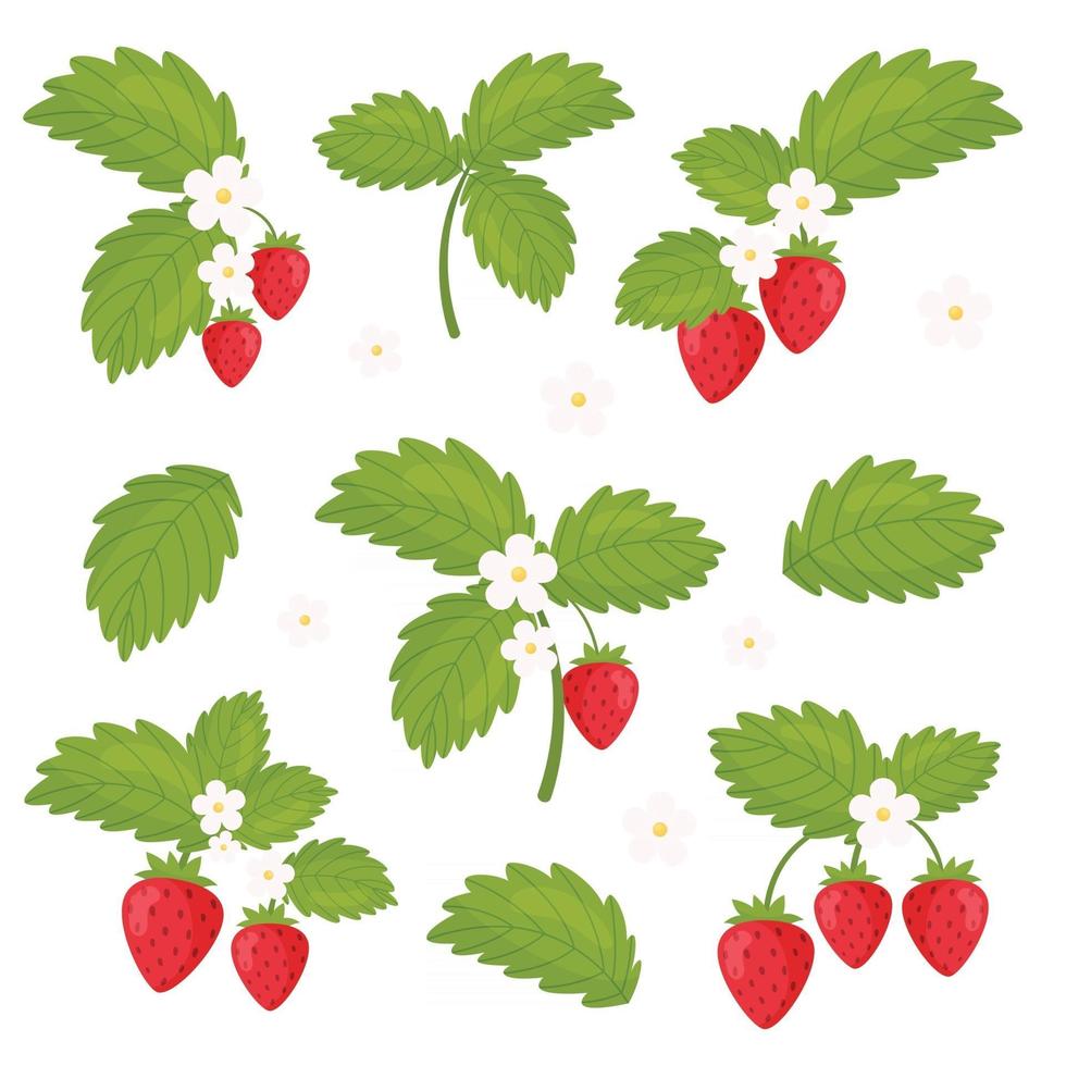 Blossom strawberries branches set. Vector illustration.