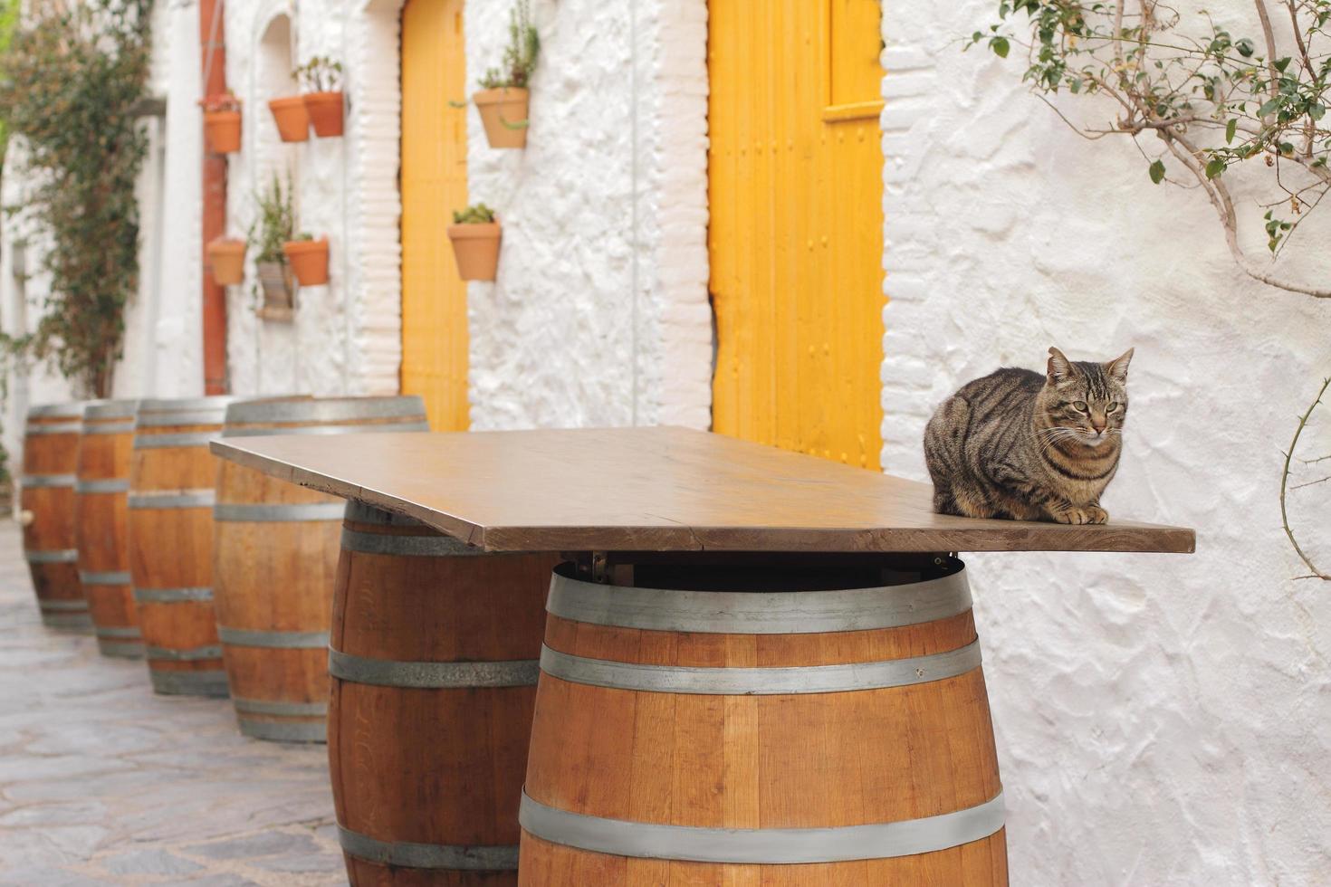 Bar español fuera a la hora de la siesta gato está sentado en la mesa de barril foto