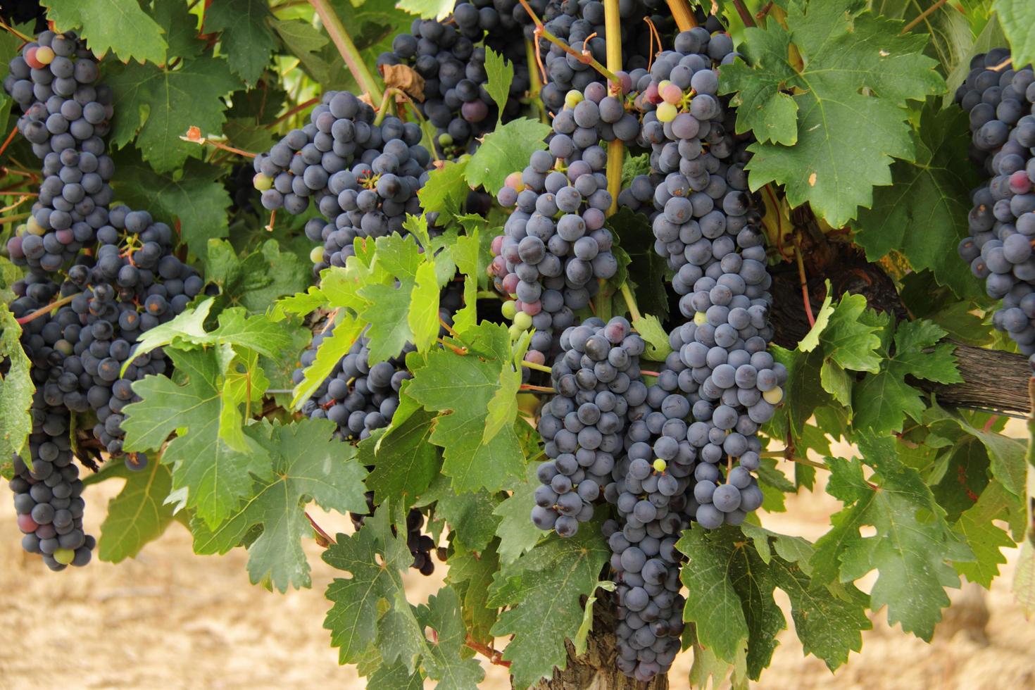 Cluster of raw grape hanging in a vine, grape bush photo
