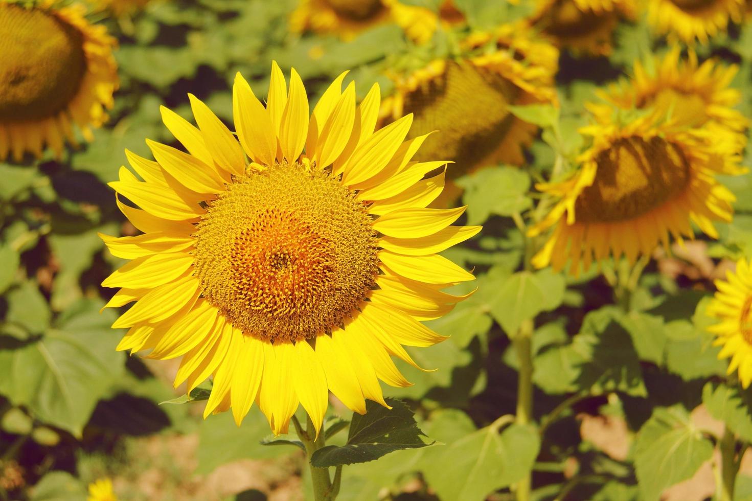 young fresh beautiful bright yellow sunflower photo