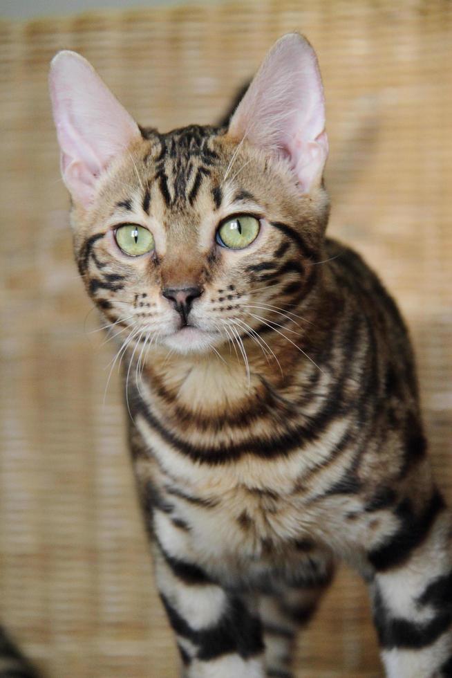 gato de bengala pequeño bebé mascota foto