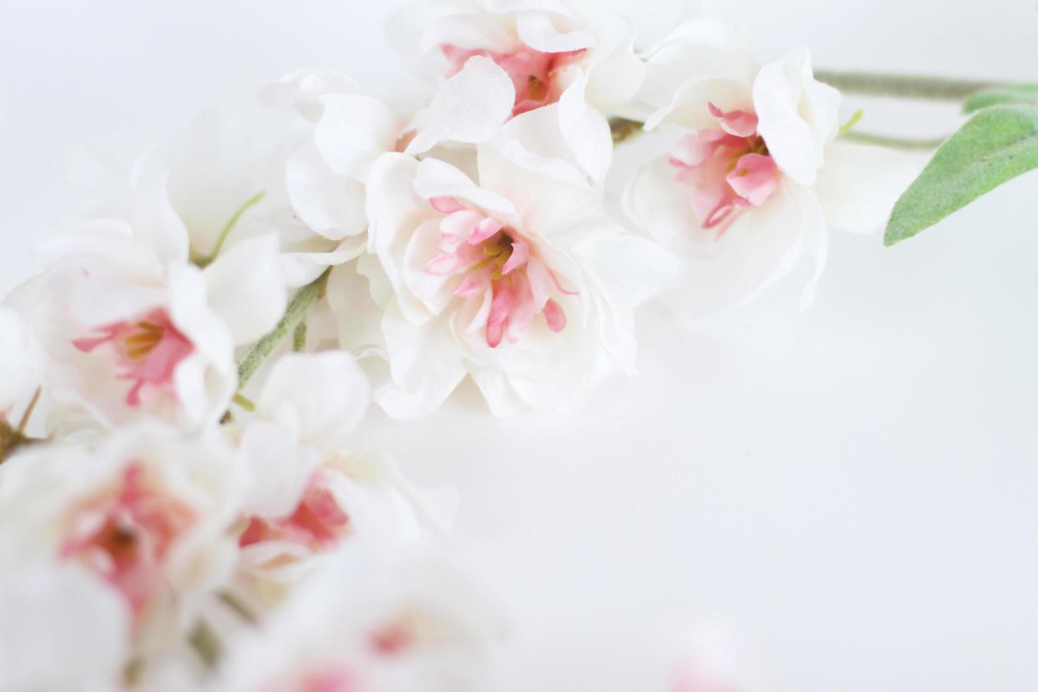 Flowers composition. Frame made of white tender flowers on white background. Flat lay, copy space photo