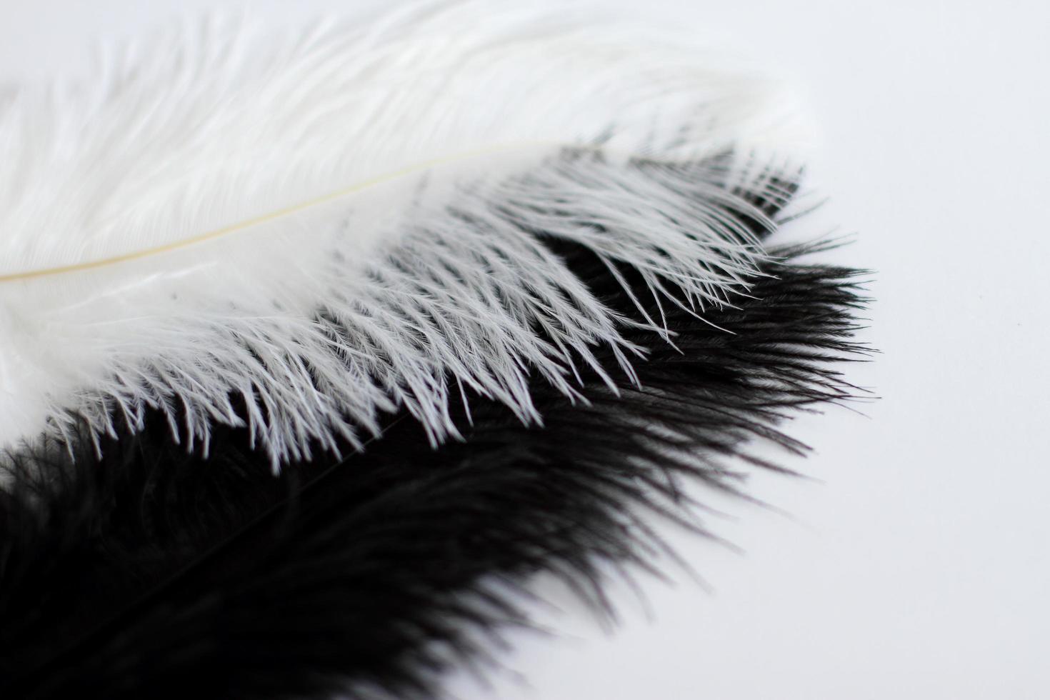 Feather on white, close up, copy space photo