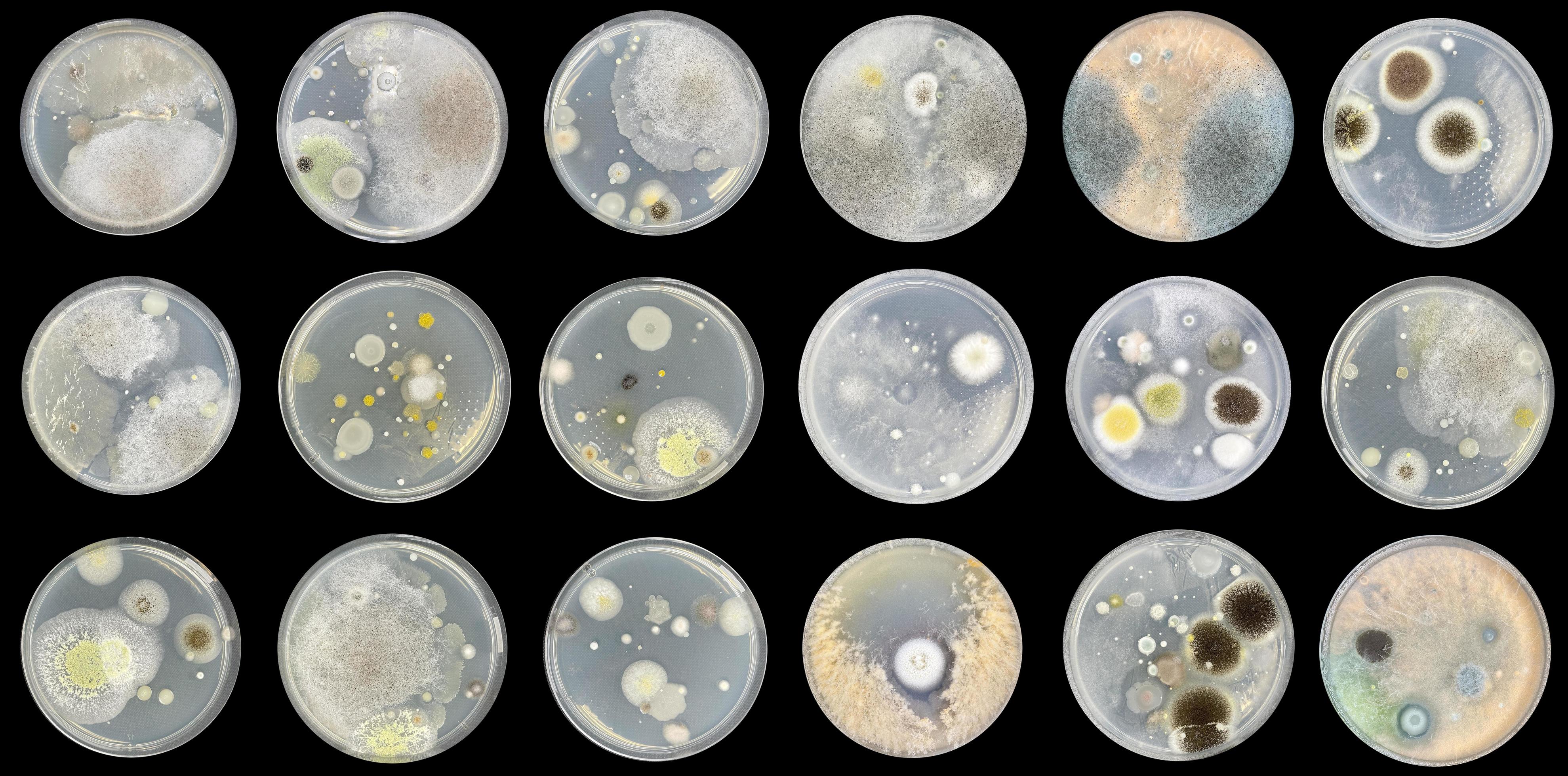 bacteria in air