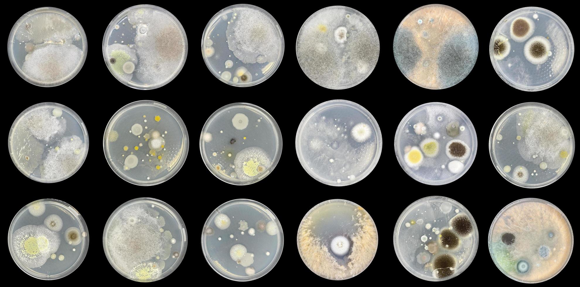 bacterias en placa de agar aislado del aire foto