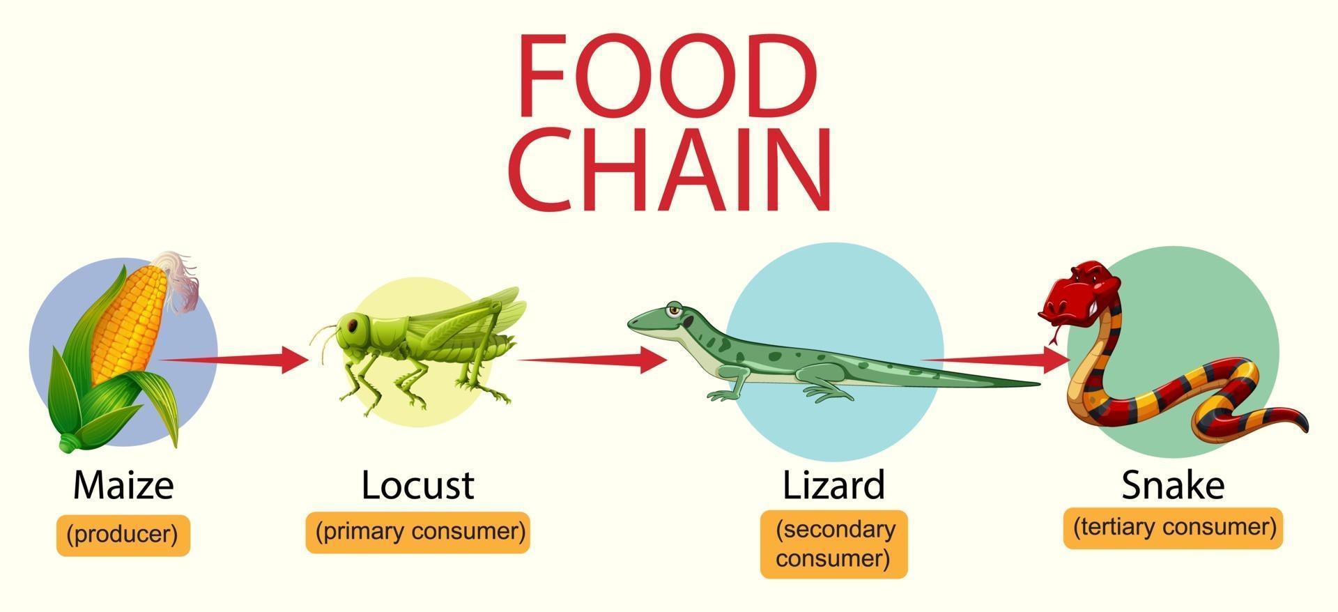 diagrama de la cadena alimentaria de la ciencia vector