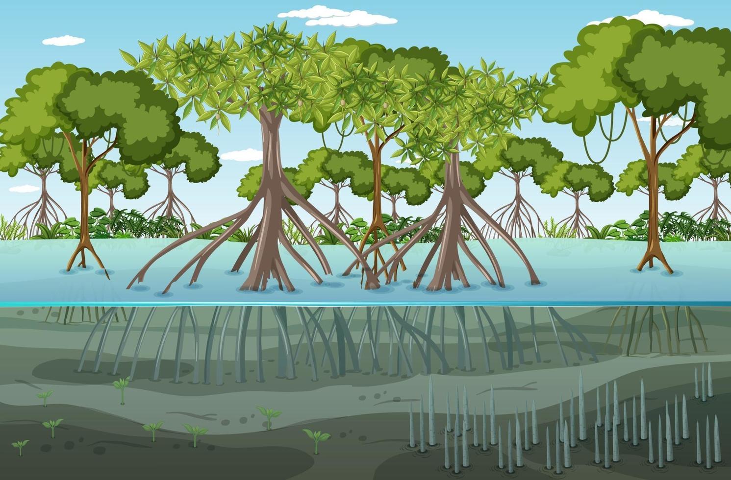 Mangrove forest landscape scene at daytime vector