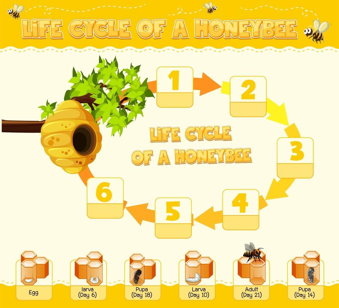 Diagrama que muestra el ciclo de vida de la abeja melífera. vector