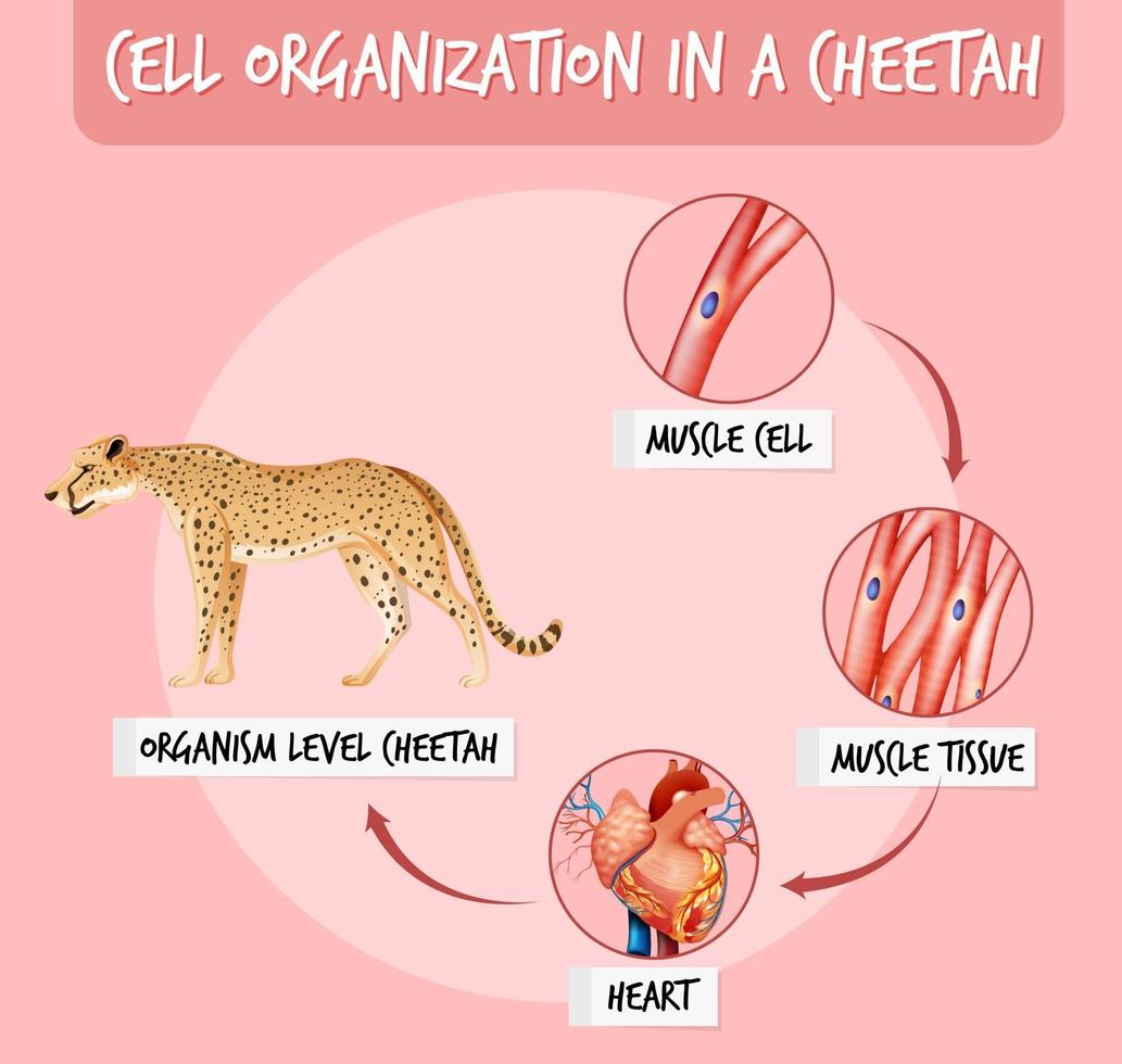 Diagram showing cell organization in a cheetah vector