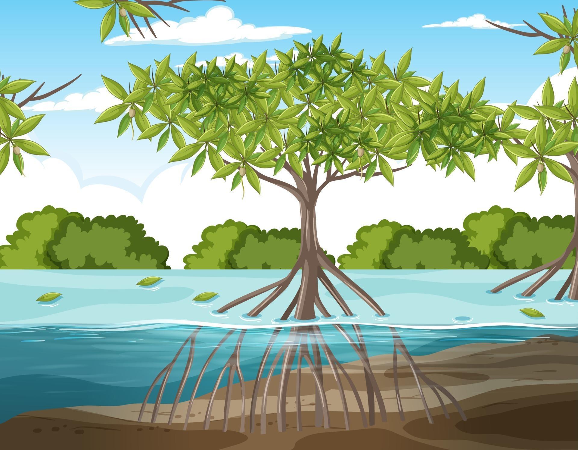 Mangrove Tree Drawing