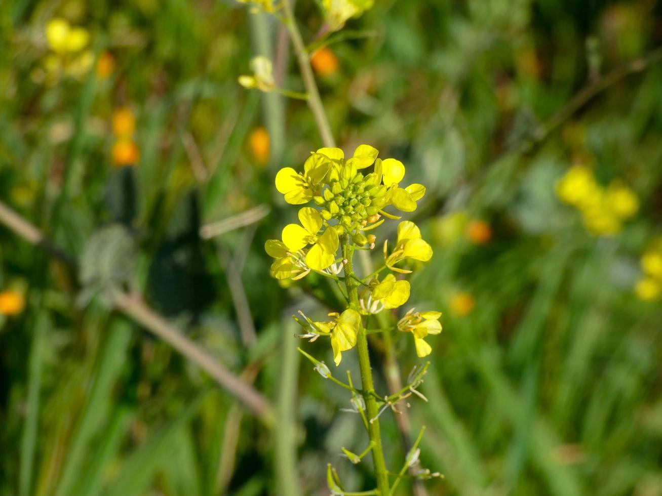 Wild flowers and herbs photo