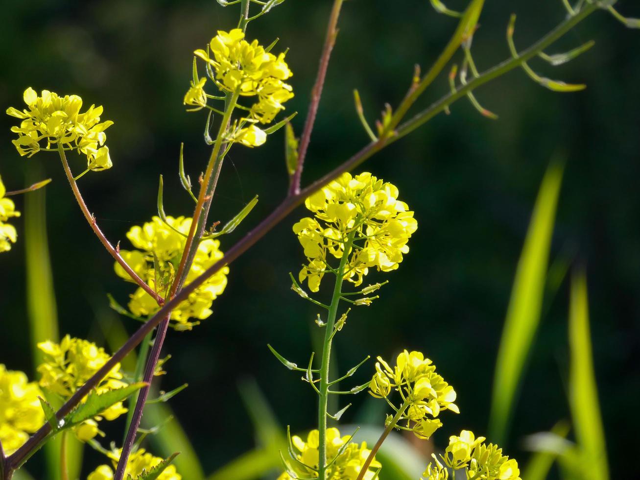 Wild flowers and herbs photo