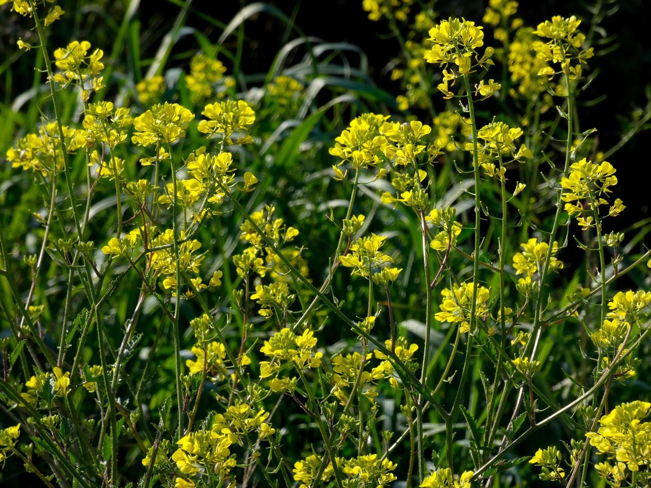 flores silvestres y hierbas foto