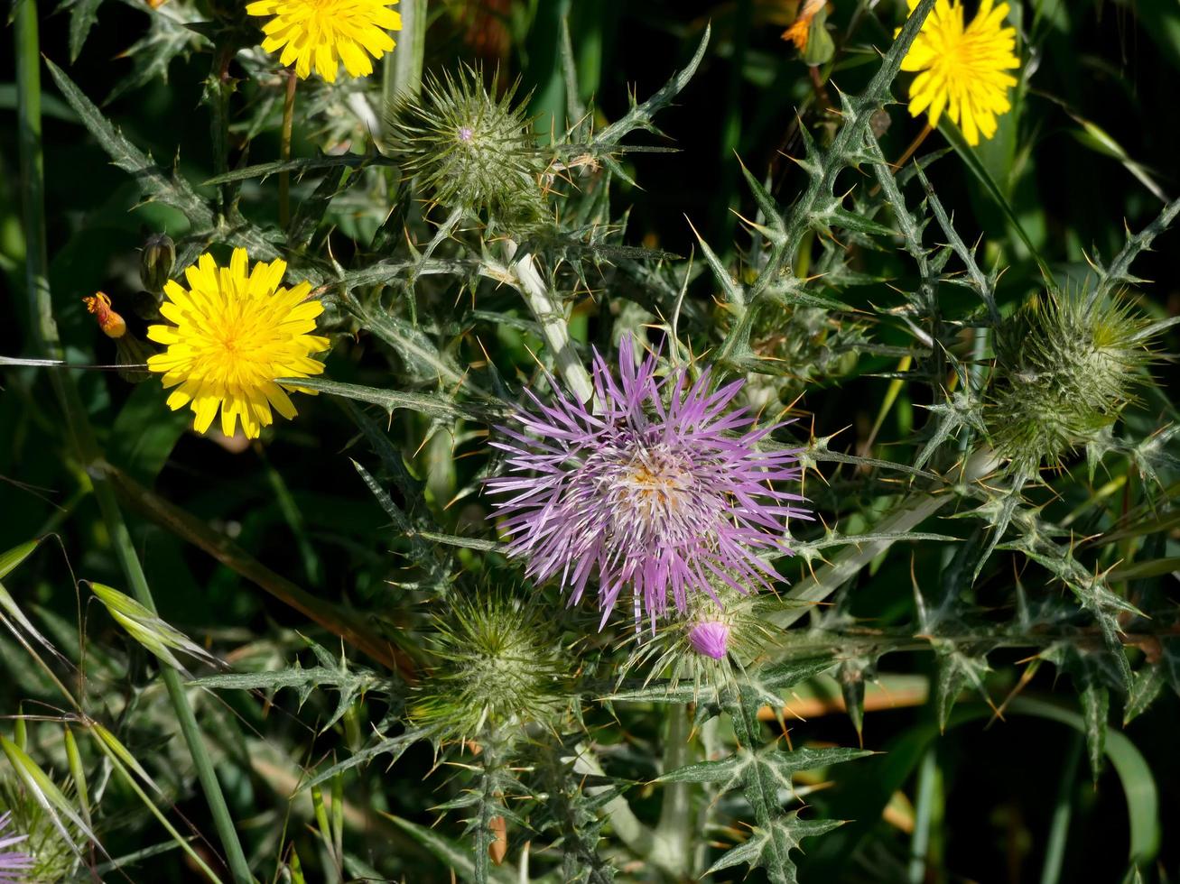 Wild flowers and herbs photo