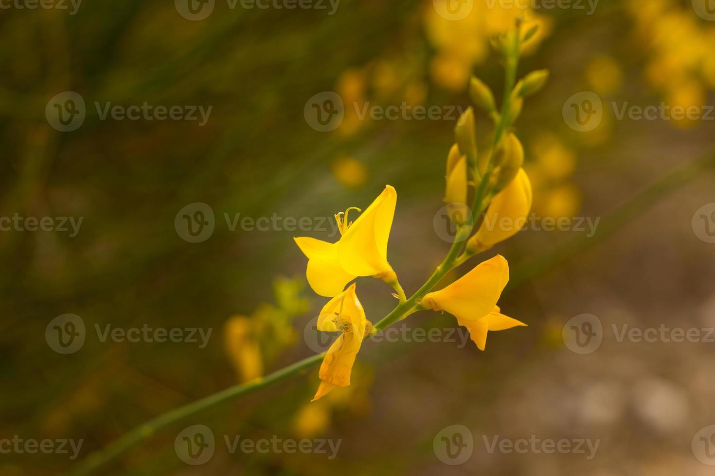 Yellow flowering broom, seen in springtime photo