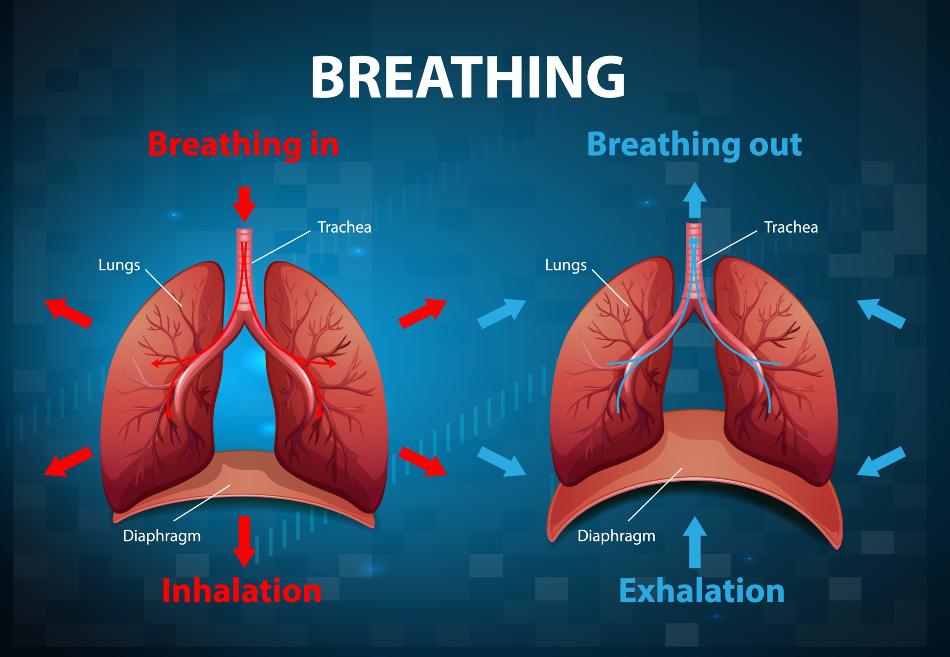 Physiology Of Breathing