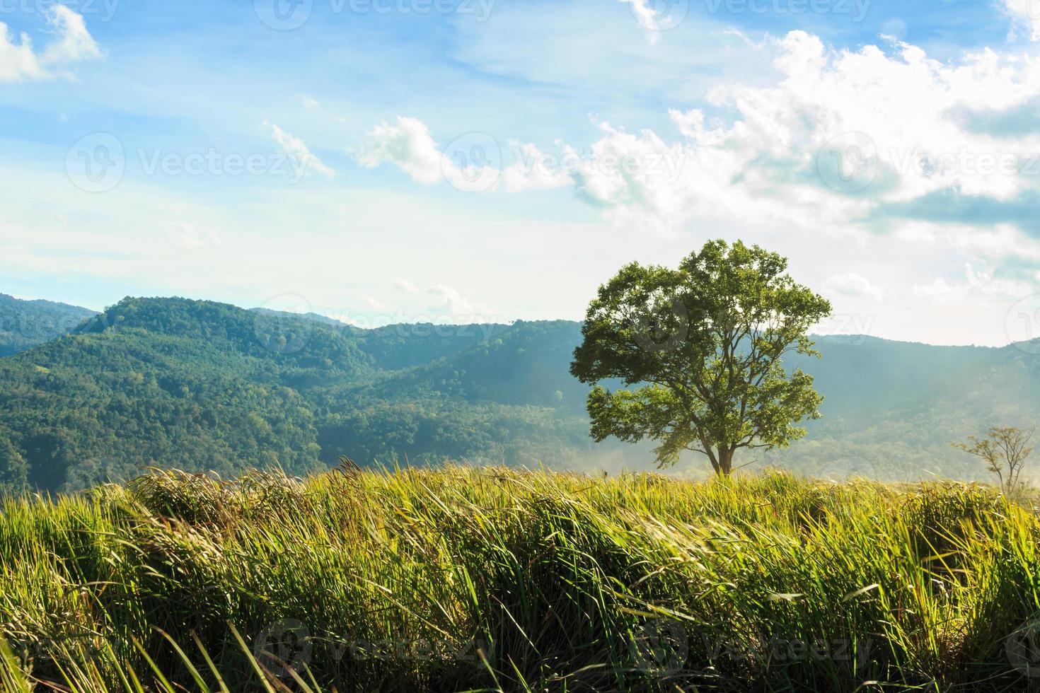 Tree and grassland at phu-lom-lo mountain , Loei , Thailand .  where more than 100,000 wild himalayan cherries . Prunus cerasoides   Sakura in Thailand photo