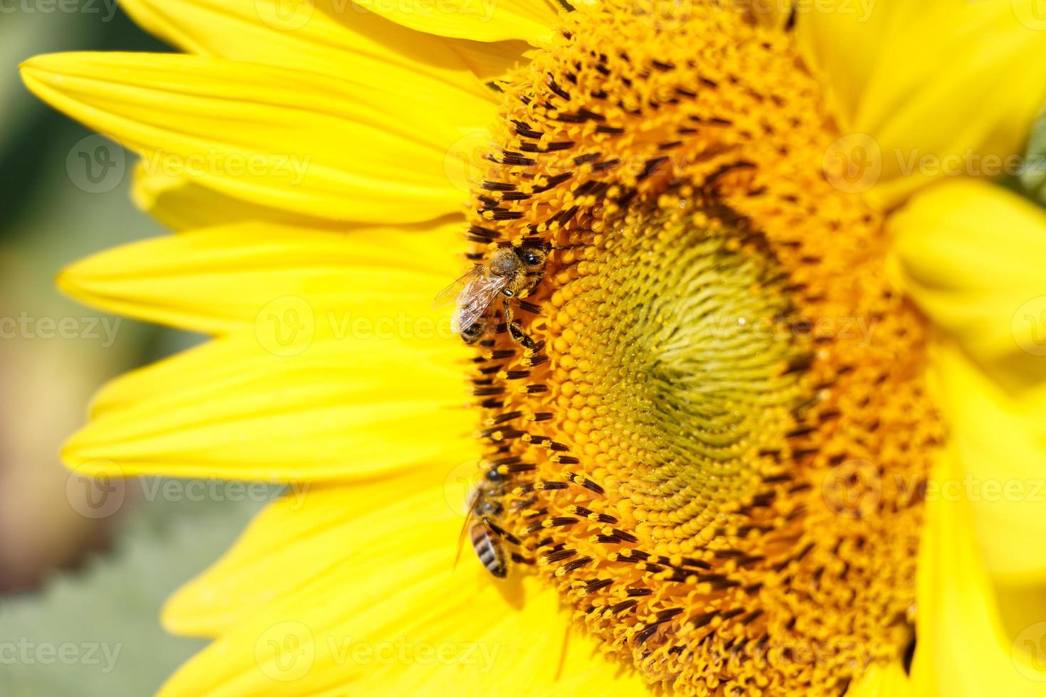 Cerca de girasol y abeja en Chiangrai, Tailandia foto