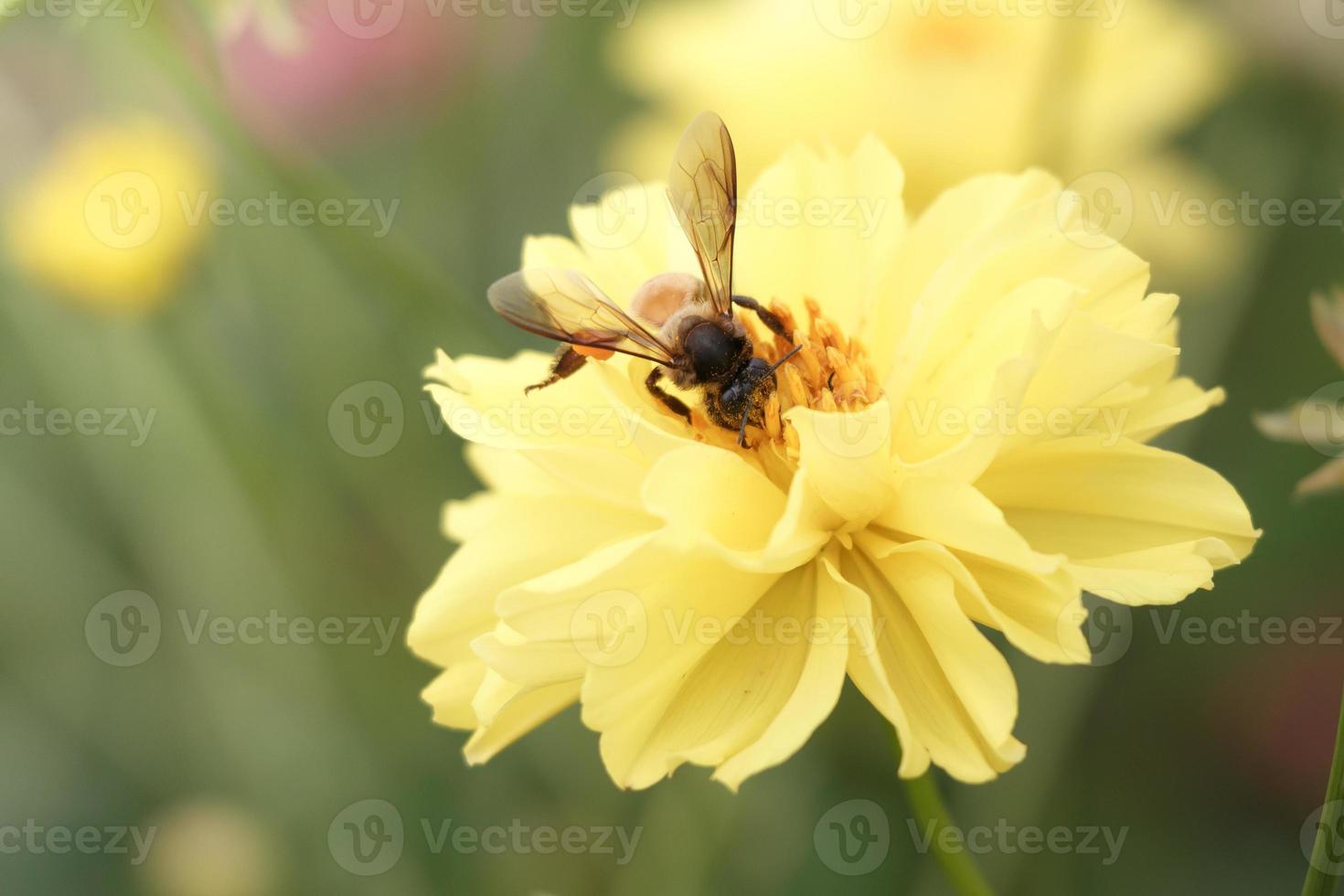 enjambre de abejas, flor, estilo vintage foto