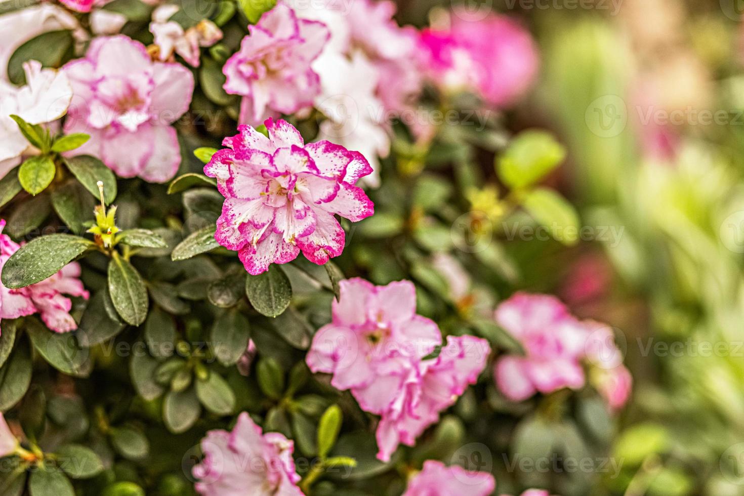 Background from pink rhododendron flowers. Spring bloom photo