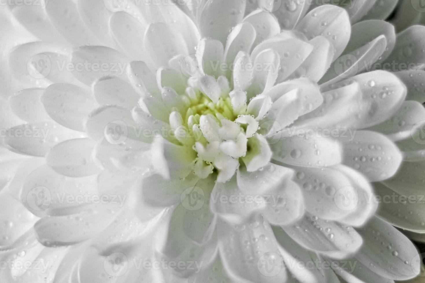 Fondo de flor de crisantemo con gotas de agua de cerca foto