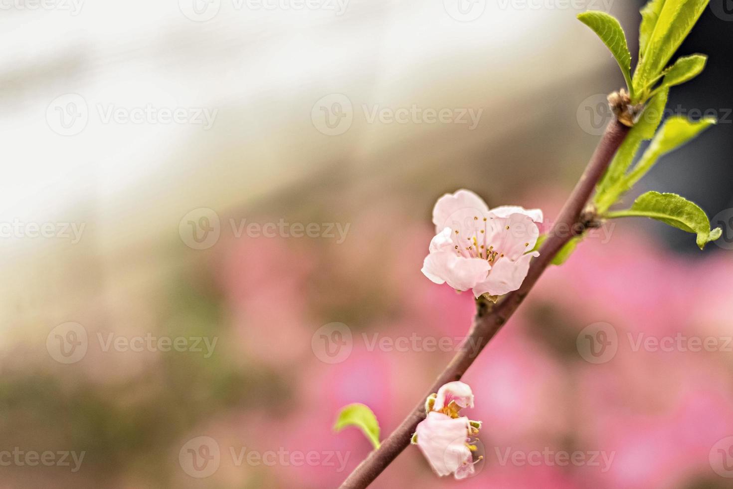 hermoso fondo floral de la naturaleza abstracta de la primavera. ramas con flores de cerezo rosa, sakura. para tarjetas de pascua y primavera con espacio de copia foto