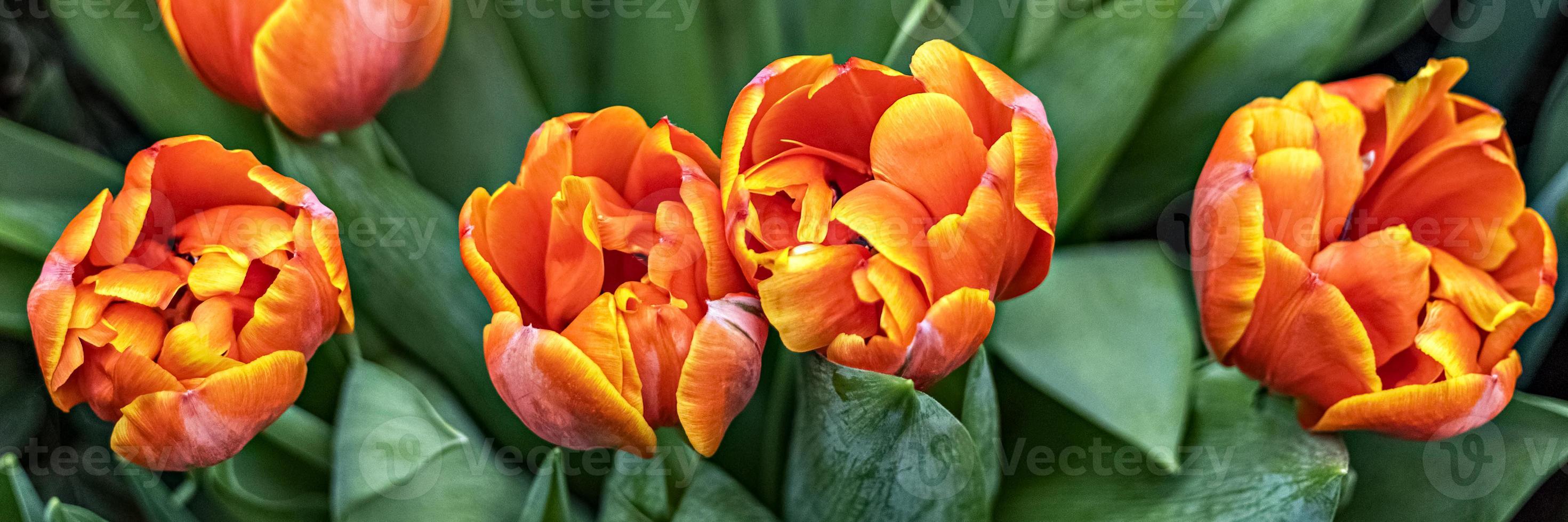 tulipanes amarillo-rojo en un parterre de flores en el jardín. primavera. bloom.banner foto