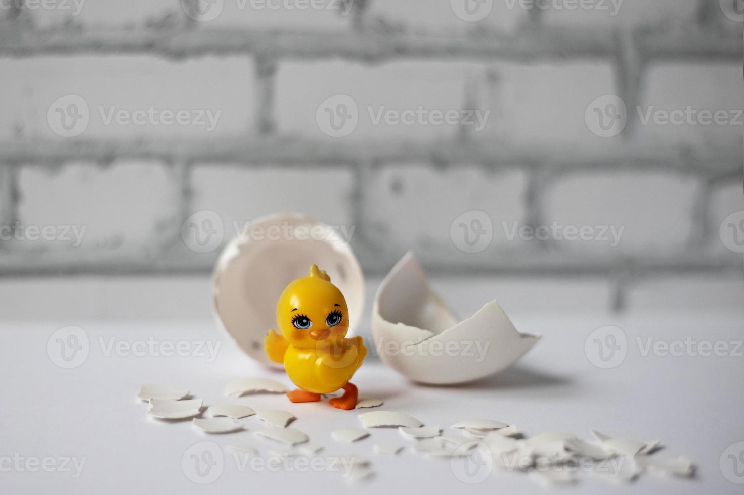 cáscara de huevo blanco de un huevo de gallina roto con fragmentos y un pollo eclosionado aislado. Pascua de Resurrección foto