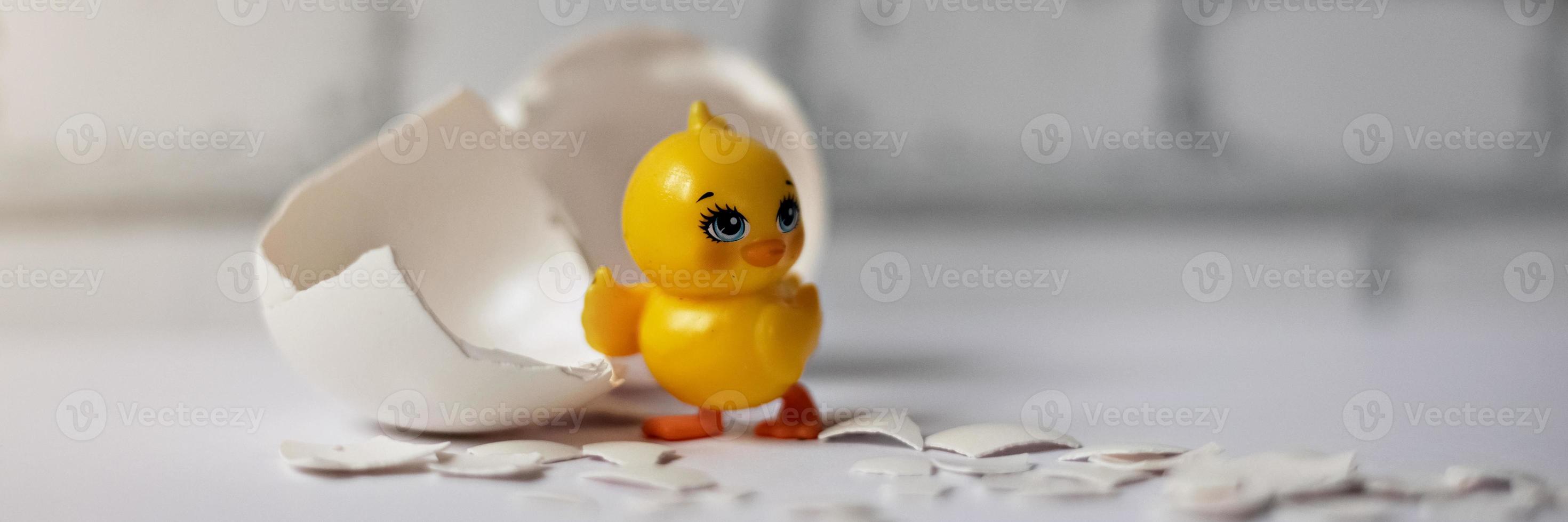 White egg shell of a broken chicken egg with fragments and a hatched chicken isolated. Easter.Banner photo