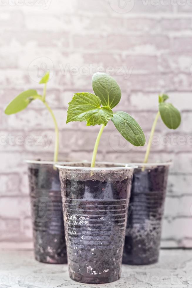 brotes de hortalizas. cultivo de plántulas de pepino jóvenes en tazas. concepto de horticultura y cosecha. foto