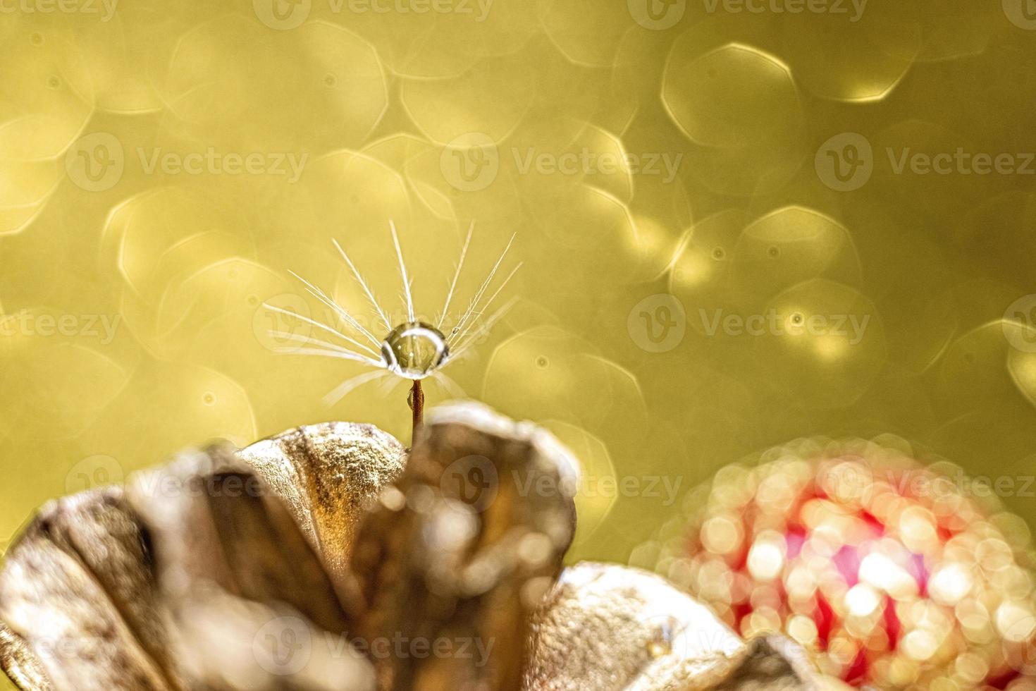 Pelusa de diente de león con una gota de agua sobre un fondo borroso de adornos para árboles de Navidad y bokeh dorado. macrofoto foto