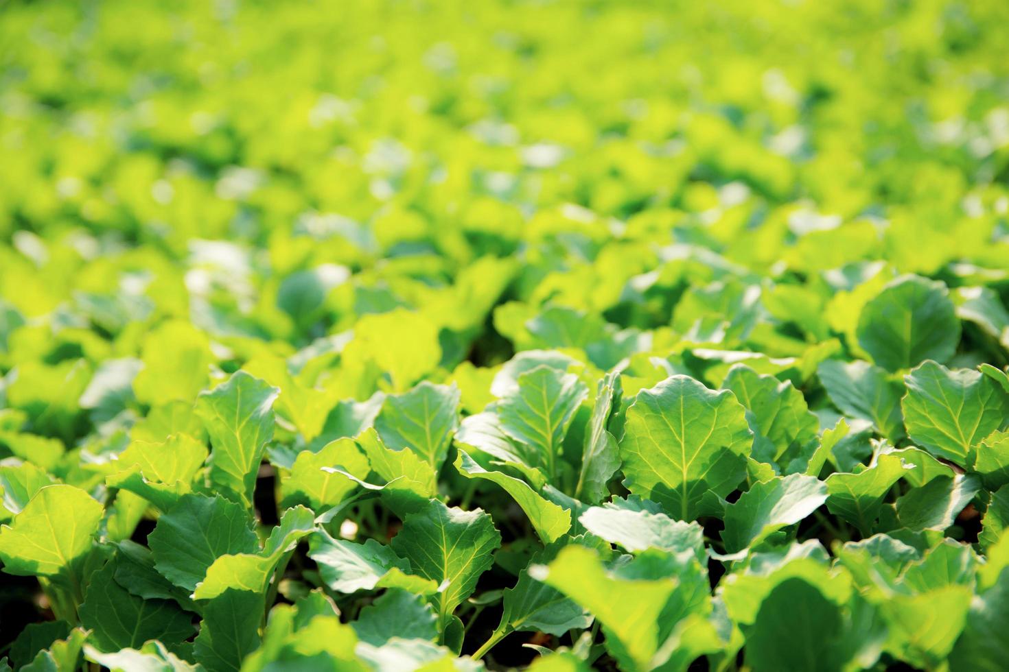 Organic vegetable with sunlight. photo