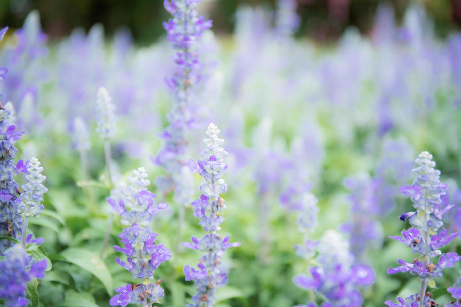 flor morada en el jardín. foto