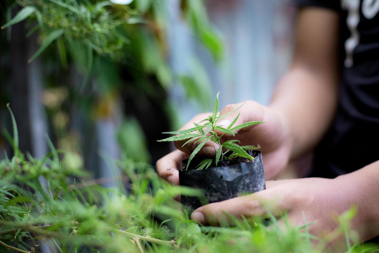 Hand holding cannabis plant in farm. photo