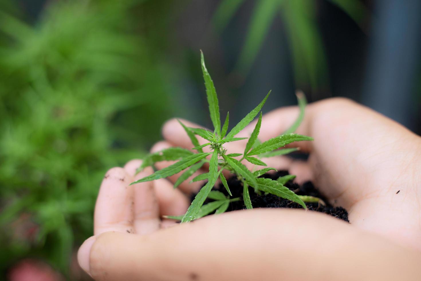 La mano sostiene el cannabis listo para plantar. foto