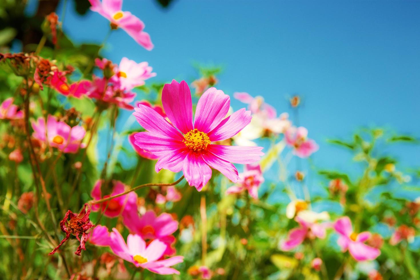 Pink cosmos with sky. photo