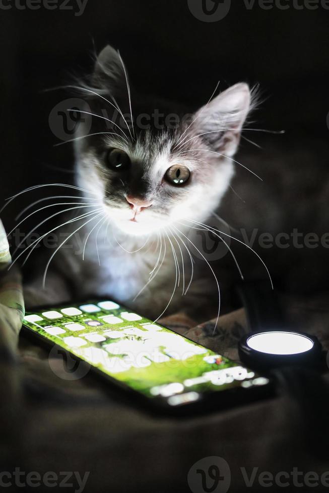 cat on the bed at night photo