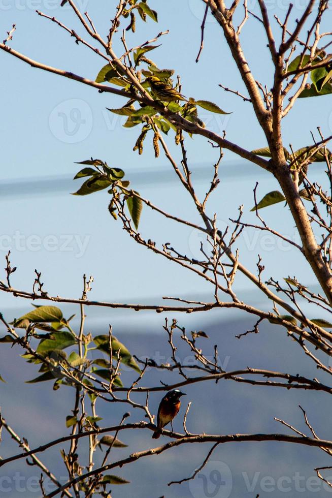 urraca petirrojos y gorrión foto