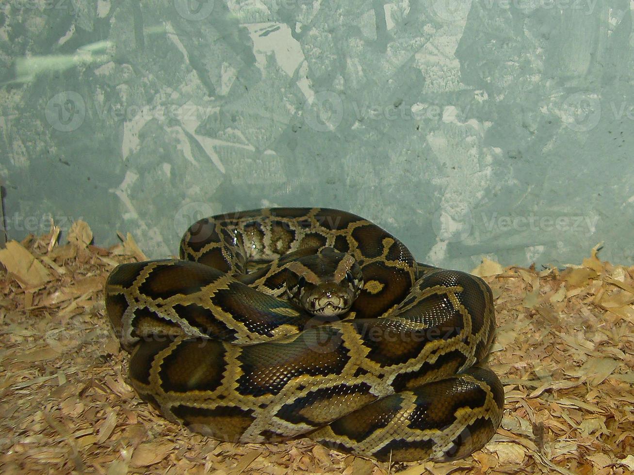 reptil pitón molurus de cría de mediana edad foto