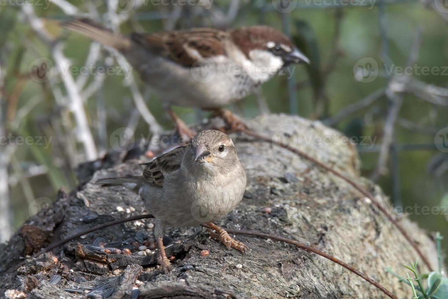 birds couple sparrows resting on a wood photo