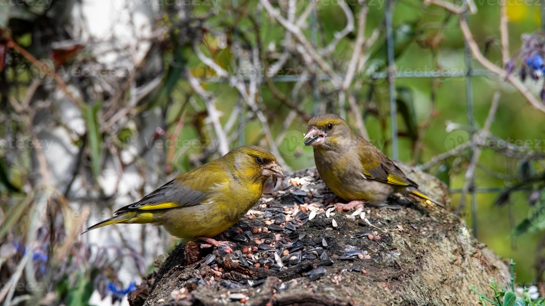 two greenfinch birds perched on a bark photo