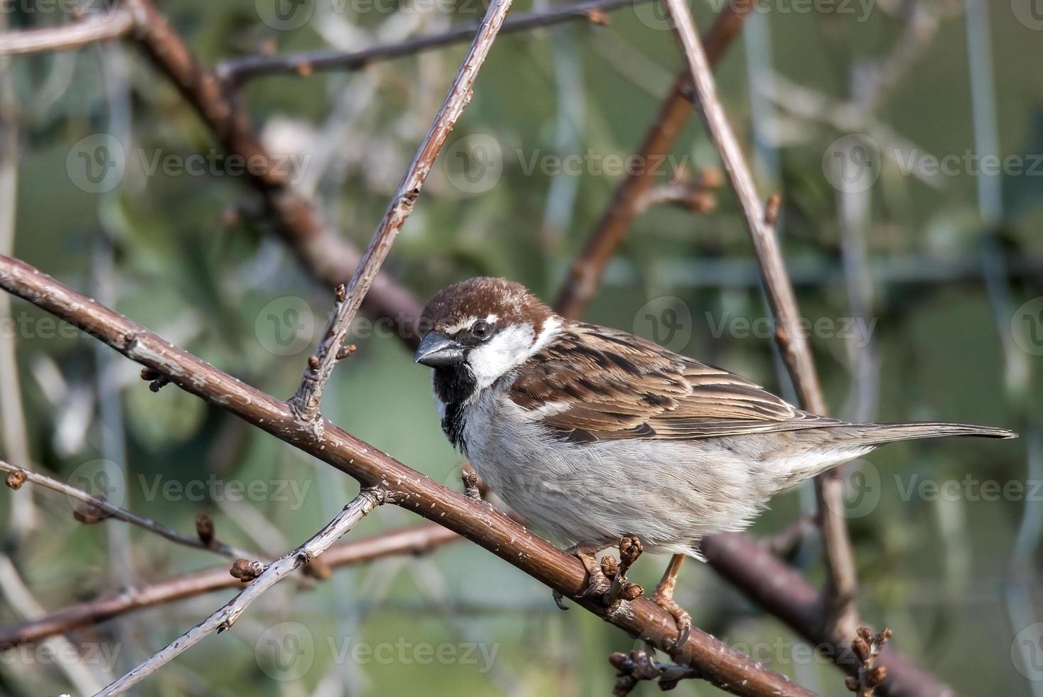 sparrow bird sitting on a wood photo