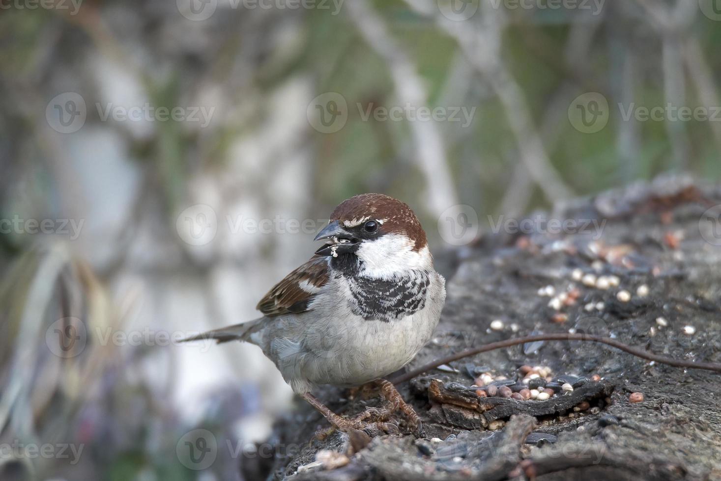 sparrow bird sitting on a wood photo