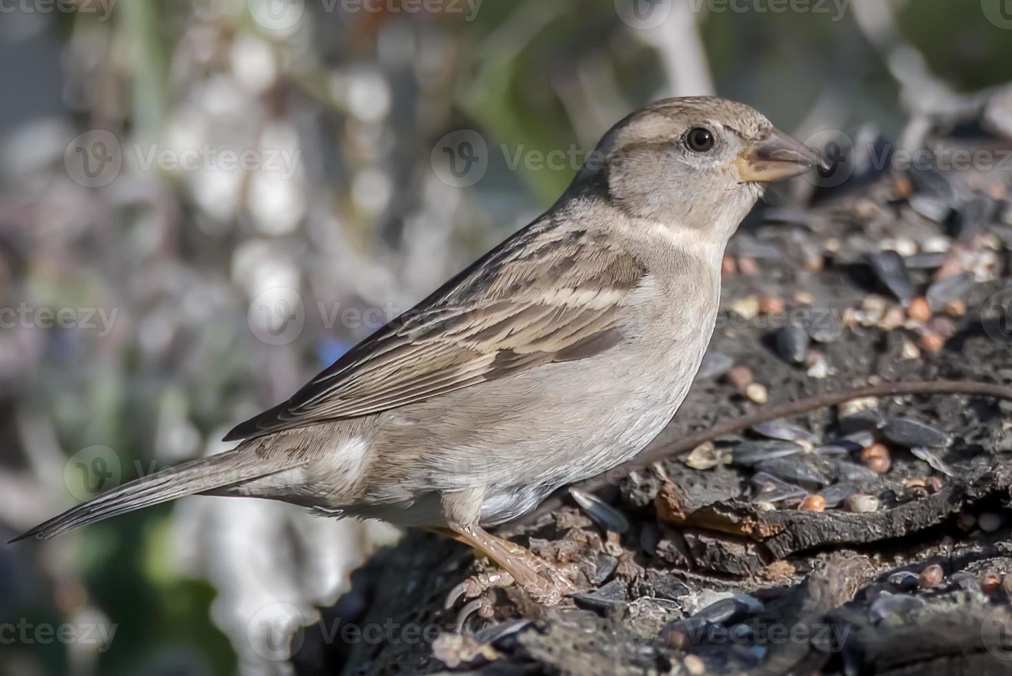 sparrow bird sitting on a wood photo