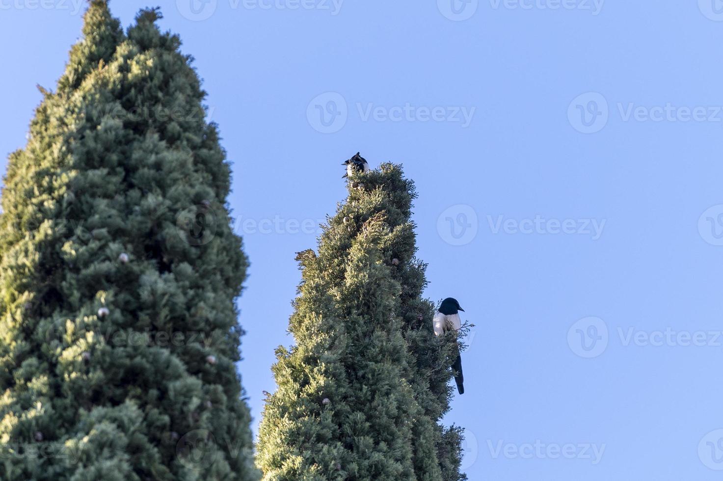 par de pájaros urraca sentado en un pino foto