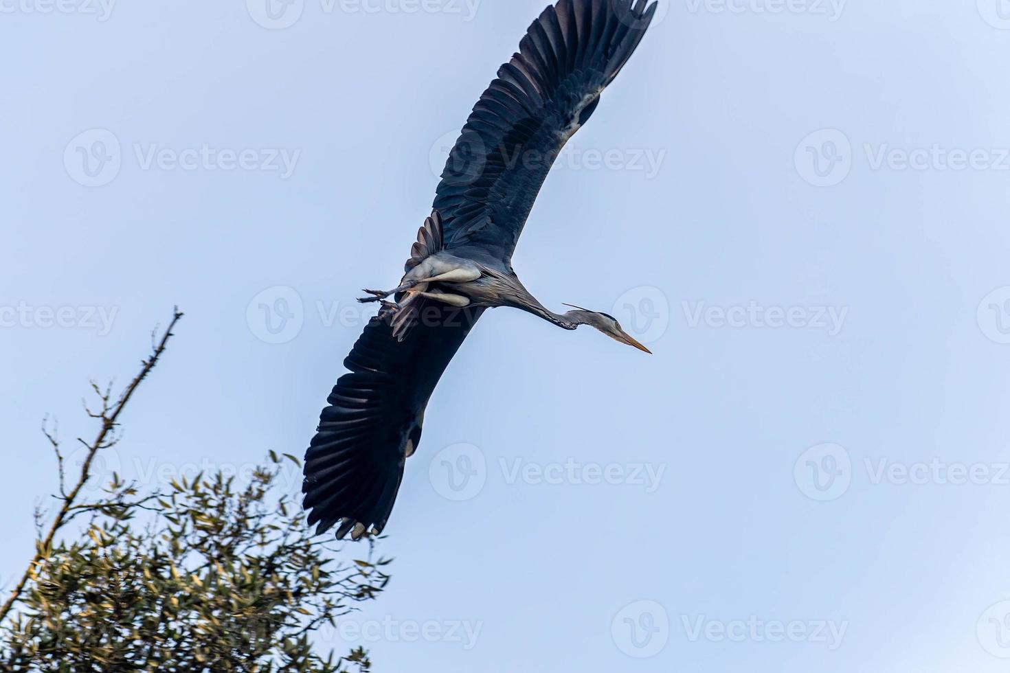 Garza real posado sobre un pino en la ciudad foto