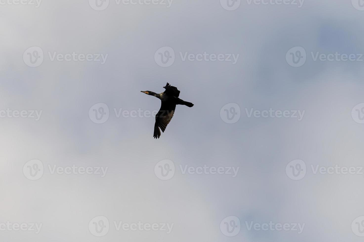 Ave cormorán común en busca de presas foto