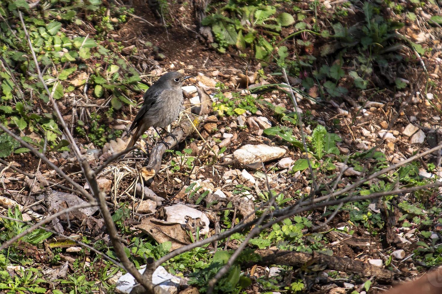 redstart bird perched on vegetation photo