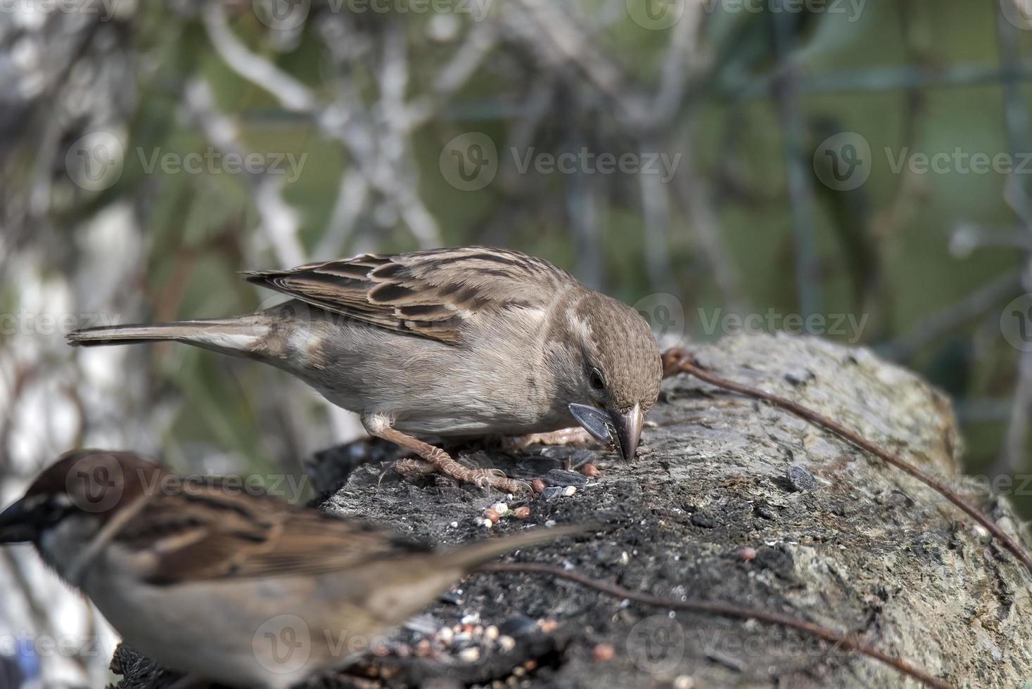 pareja de pájaros gorriones descansando sobre una madera foto