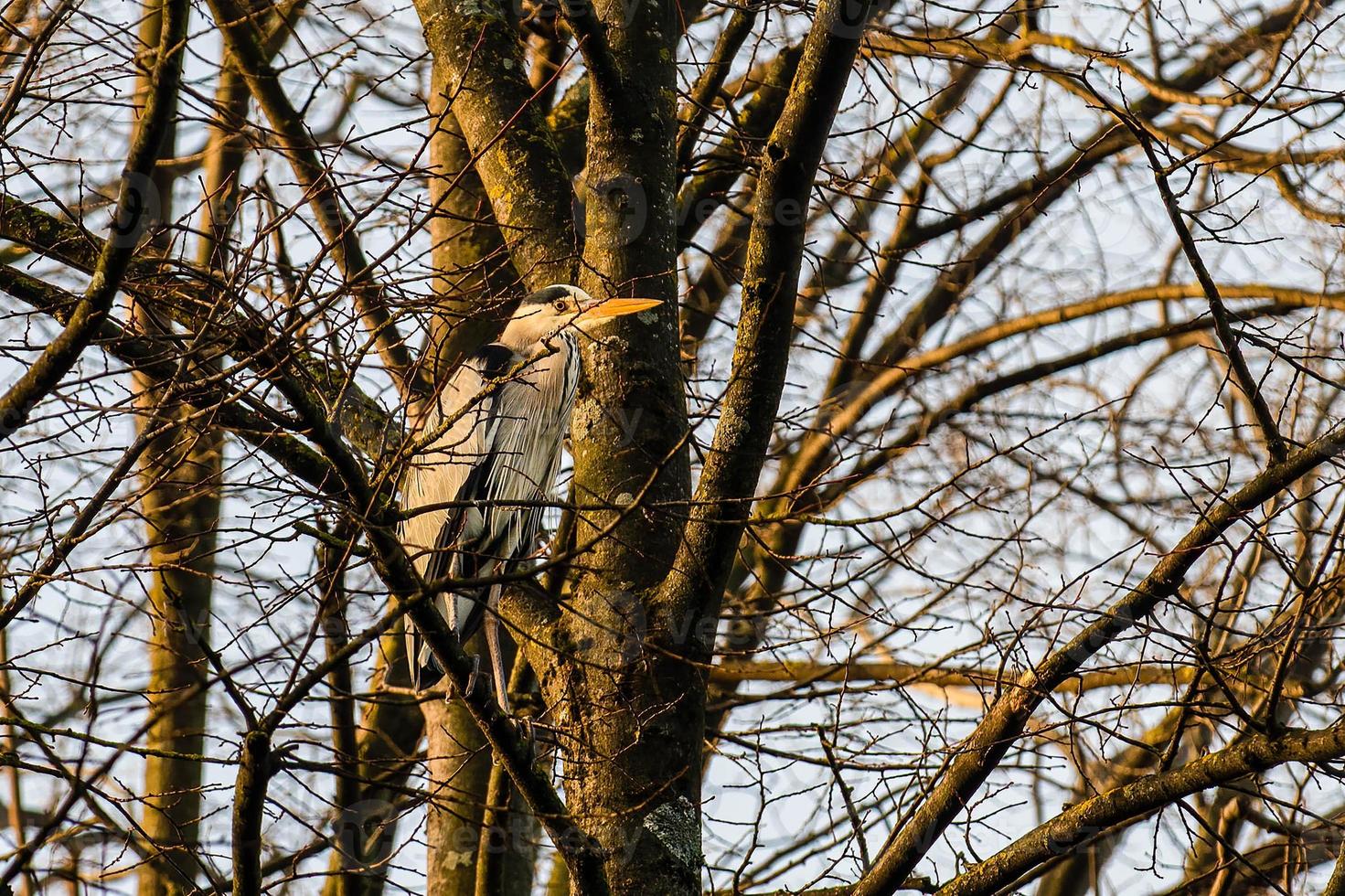 gray heron perched on a pine in the city photo